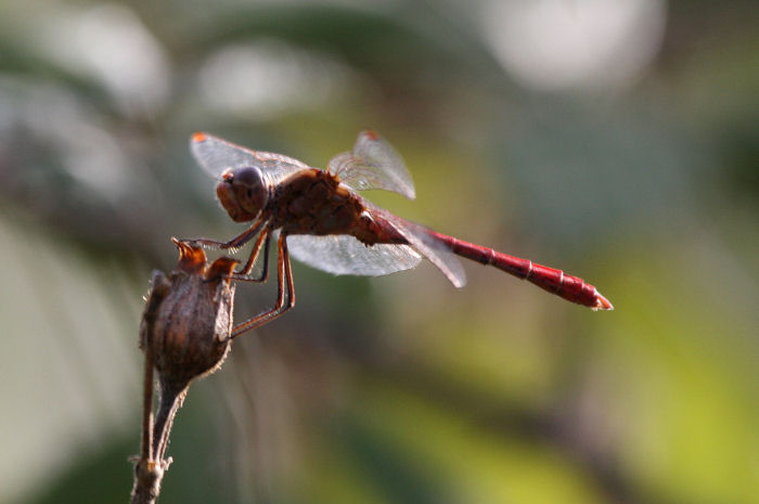 Sympetrum meridionale con idracaridi